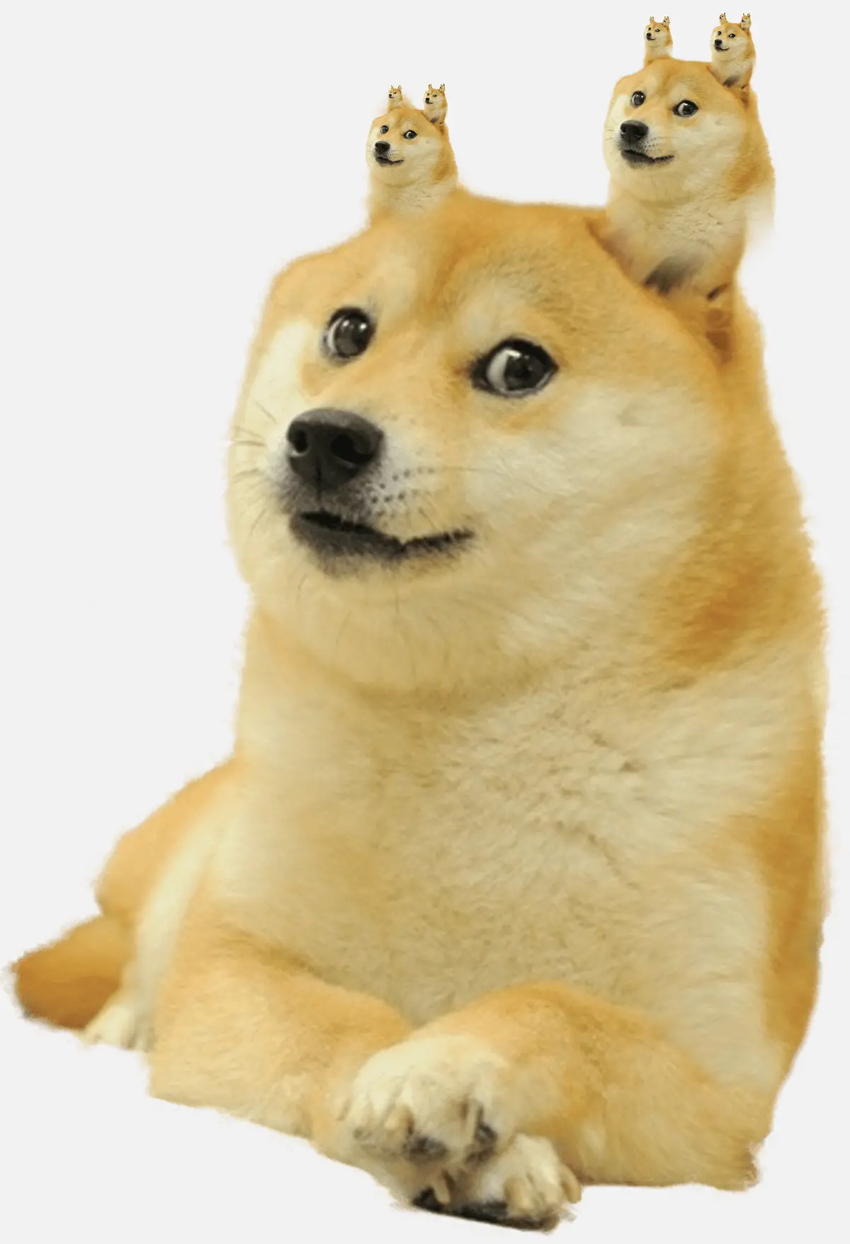 Template cover of Infinite Doge Paradox